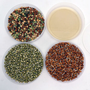 4 Compartment Easy Sprout Maker - Bogo (4CSM2)
